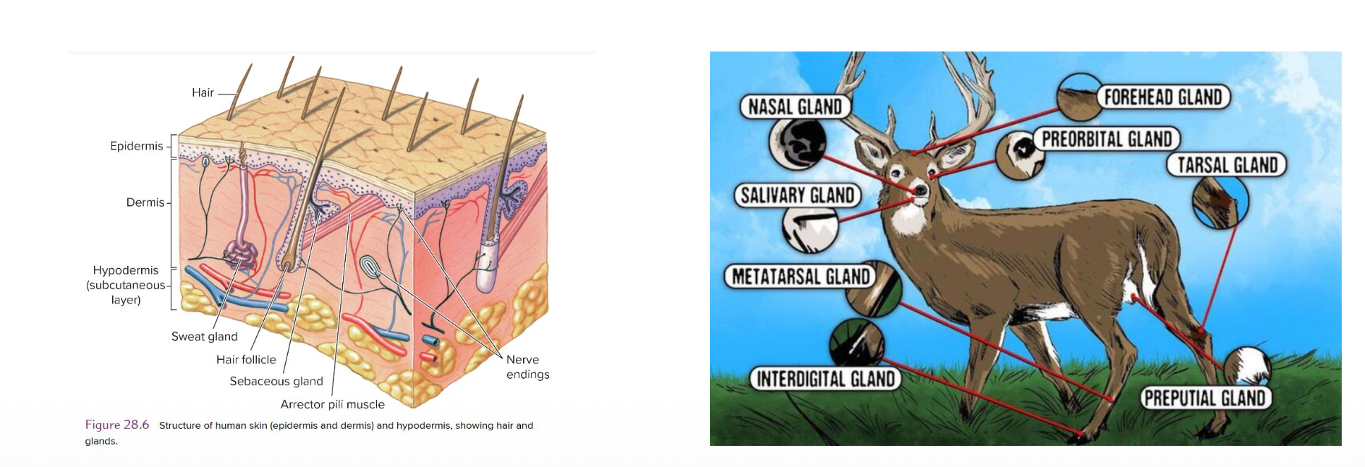 <p><strong><u>Glands</u></strong></p><p class="p1">• Mammals have the greatest variety of integumentary glands: ?,?,?,?</p><p class="p1">• All are derivatives of __</p><p class="p1">• <strong>Sweat glands:</strong> ? List the two types of glands:</p><p class="p2"><strong><span data-name="arrow_right_hook" data-type="emoji">↪</span> ? glands</strong></p><p class="p2"><strong><span data-name="arrow_right_hook" data-type="emoji">↪</span> ? glands</strong></p><p class="p1"><strong>• Scent gland: __.</strong></p><p class="p1"><strong>• Sebaceous gland: __.</strong></p><p class="p2"><span data-name="arrow_right_hook" data-type="emoji">↪</span> Cells are expelled as a greasy mixture called <strong>?</strong> into the __</p>