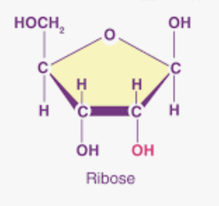 <p>Ribose: pentose sugar that is a component of <strong>RNA. Difference is oxygen at the 2' carbon</strong></p>
