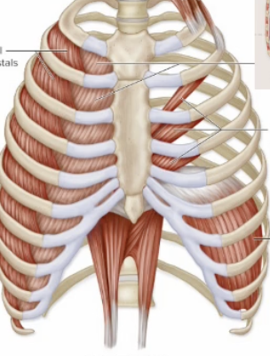 <p>Name lateral muscle on ribs</p>