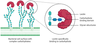 <p><strong>Structure:</strong></p><ul><li><p><strong>Proteins that bind carbohydrates (NOT covalently attached)</strong></p></li><li><p>Have <strong>specific carbohydrate-binding sites</strong></p></li></ul><p><strong>Function:</strong></p><ul><li><p><strong>Recognize and bind specific sugars</strong> on glycoproteins/glycolipids</p></li><li><p>Mediate:</p><ul><li><p>Cell-cell interactions</p></li><li><p>Immune responses</p></li><li><p>Cell targeting</p></li></ul></li></ul><p></p><p></p><p><strong>Lectins — What You Should Definitely Know</strong> </p><ul><li><p>Act like <strong>“carbohydrate recognition molecules”</strong></p></li><li><p>Highly <strong>specific</strong> (can distinguish small sugar differences)</p></li><li><p>Important in:</p><ul><li><p><strong>Immune system</strong> (pathogen recognition)</p></li><li><p><strong>Cell communication</strong></p></li></ul></li><li><p>Can cause <strong>cell agglutination</strong> (clumping) by cross-linking glycoproteins</p></li><li><p>Used in labs to:</p><ul><li><p>Identify cell types</p></li><li><p>Study glycosylation patterns</p></li></ul></li></ul><p> </p><div data-type="horizontalRule"><hr></div><p> <strong>Easy Way to Remember</strong> </p><ul><li><p><strong>Glycoprotein = HAS sugar</strong></p></li><li><p><strong>Lectin = GRABS sugar</strong></p></li></ul><p></p>