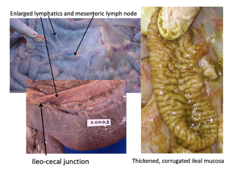 <p><u>Agent:</u> <em>Mycobacterium paratuberculosis</em></p><p><u>Signalment:</u> >18m (long IP)</p><p><u>Clinical Signs:</u> Poor BCS and generalised oedema</p><ul><li><p>Otherwise normal temperature, hydration and rumination rate</p></li><li><p>Usually over winter and spring due to poorer nutrition and added stressors of pregnancy and lactation</p></li></ul><p><u>Pathogenesis:</u> Chronic granulomatous enteritis → Intestinal malabsorption</p><p><u>PM:</u> Assess ileocaecal junction for thick and corrugated ileal mucosa + enlarged mesenteric lymph nodes</p><ul><li><p>Collect terminal ileum, liver and mesenteric lymph nodes for histology when in doubt</p></li></ul><p><u>Prevention:</u> Vaccination available to reduce shedding ONLY</p>