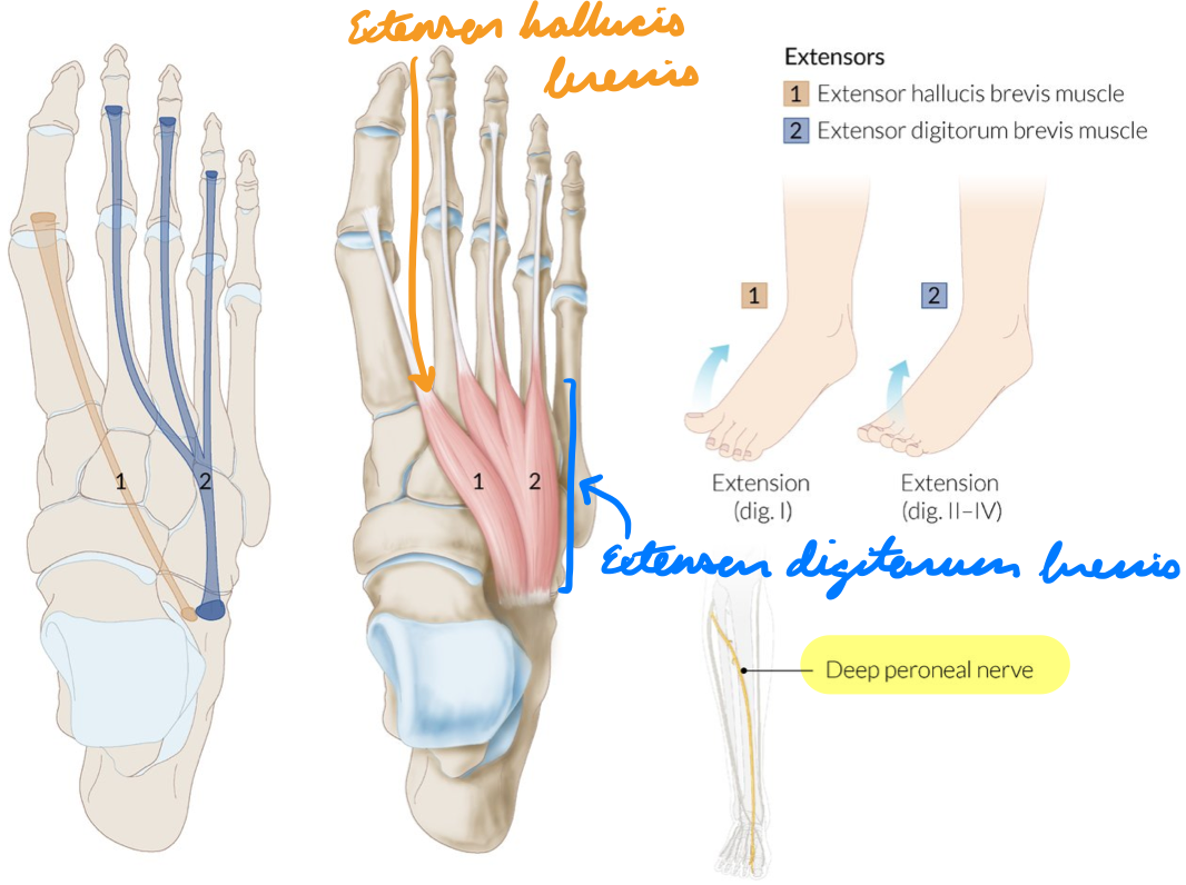 <p>Innervation: Deep fibular n.</p><p>Action: 2nd-5th toes MTP + IP extension</p>