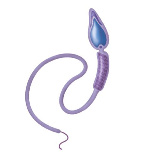 <p>reproductive cells of a male human</p>