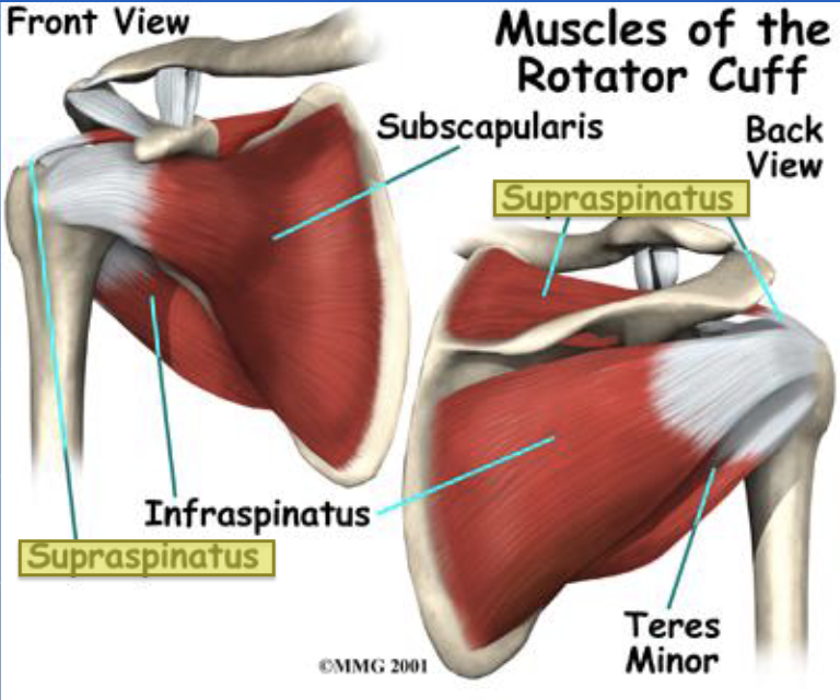 <p>Supraspinatus (action) </p>