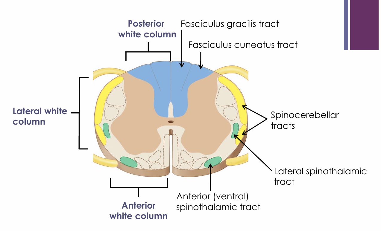 <ul><li><p>Proprioception to the cerebellum</p></li></ul><p></p>