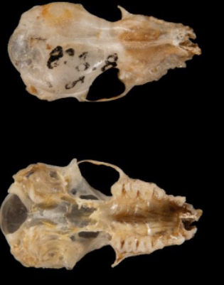 <p>Myotis leibii</p>