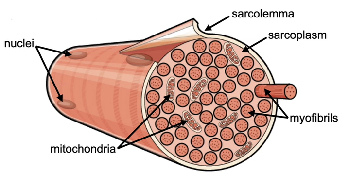 <p>myofibrils </p><p>sarcolemma- plasma membrane of muscle fibre</p><p>sarcoplasm- cytoplasm of muscle fibre</p><p>mitochondria</p><p>sarcoplasmic reticulum</p>