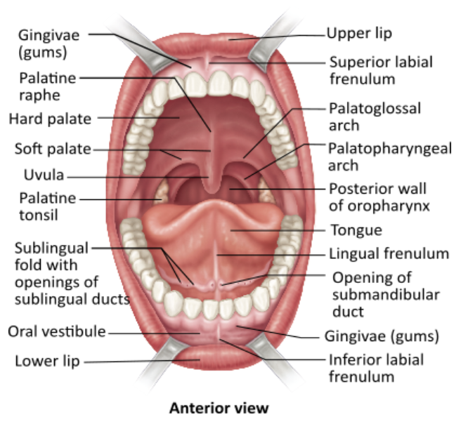 <p><span>The uvula is an extension of the __________.</span></p><table style="min-width: 25px;"><colgroup><col style="min-width: 25px;"></colgroup><tbody><tr><td colspan="1" rowspan="1" style="margin: 0px; padding: 0.3em; position: relative;"><p>palatopharyngeal arch &nbsp; &nbsp; &nbsp; &nbsp;</p></td></tr><tr><td colspan="1" rowspan="1" style="margin: 0px; padding: 0.3em; position: relative;"><p>soft palate &nbsp; &nbsp; &nbsp; &nbsp;</p></td></tr><tr><td colspan="1" rowspan="1" style="margin: 0px; padding: 0.3em; position: relative;"><p>oral vestibule &nbsp; &nbsp; &nbsp; &nbsp;</p></td></tr><tr><td colspan="1" rowspan="1" style="margin: 0px; padding: 0.3em; position: relative;"><p>lingual frenulum</p></td></tr></tbody></table><p></p>