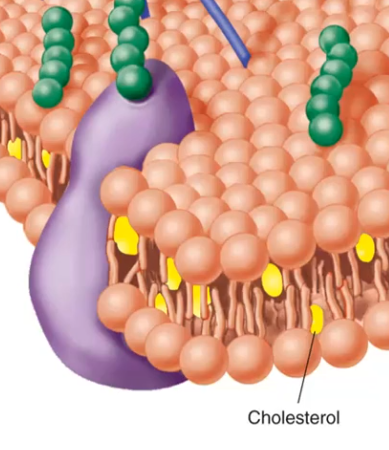 <p>Adds rigidity to the fluid membrane — prevents it from moving too much and breaking apart.</p>
