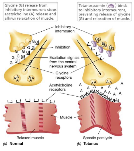 <ul><li><p>TeNT is an AB-type neurotoxin produced by <em>Clostridium tetani</em> that shares structural homology with botulinum toxin, but targets inhibitory neurons rather than motor neurons; genes located on plasmid</p></li><li><p>The B-subunit binds to receptors on inhibitory interneurons; once inside, A-subunit acts as an endoprotease that cleaves SNARE proteins (such as synaptobrevin)</p></li><li><p>This prevents synaptic vesicle fusion, and blocks the release of inhibitory neurotransmitters like glycine</p></li><li><p>Without inhibition, motor neurons become overactive and continuously release acetylcholine (causing spastic paralysis)</p></li></ul><p></p>