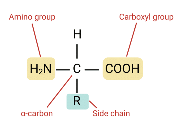 <p>Amino Group, Alpha Carbon, Carboxyl Group, Side Group, and Alpha Hydrogen</p>