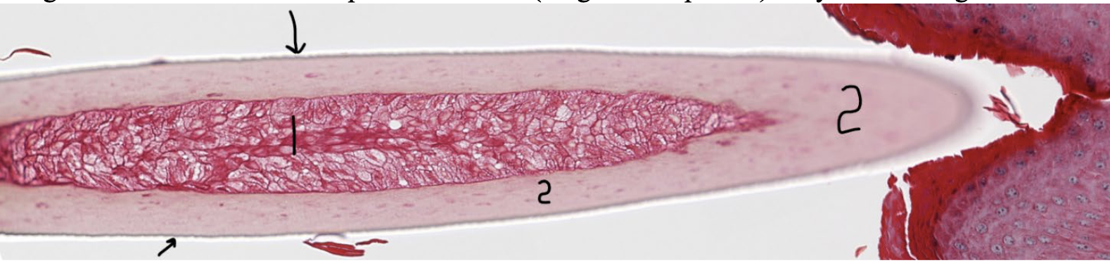 <p>Close up of a hair shaft, what is 1?</p>