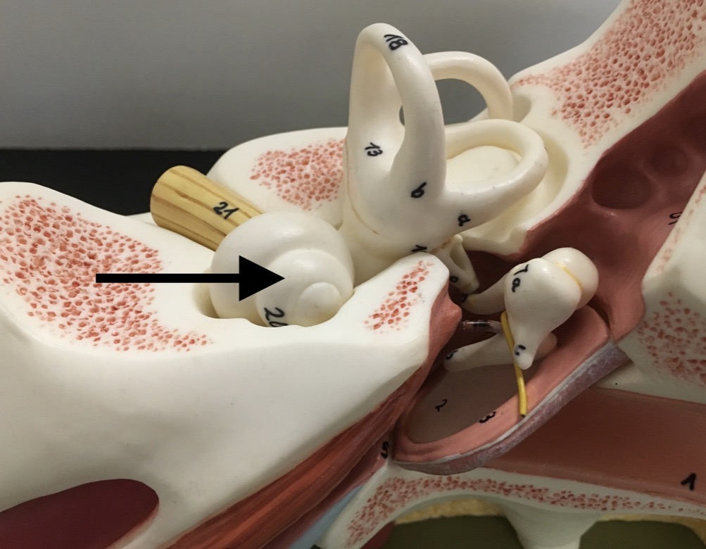 <p><span>name the specific snail shell/cinnamon bun roll shaped structure at the end of the arrow's point</span></p>