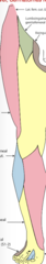 <p>What terminal branch supplies sensory information to this part of the leg (in light blue)?</p>