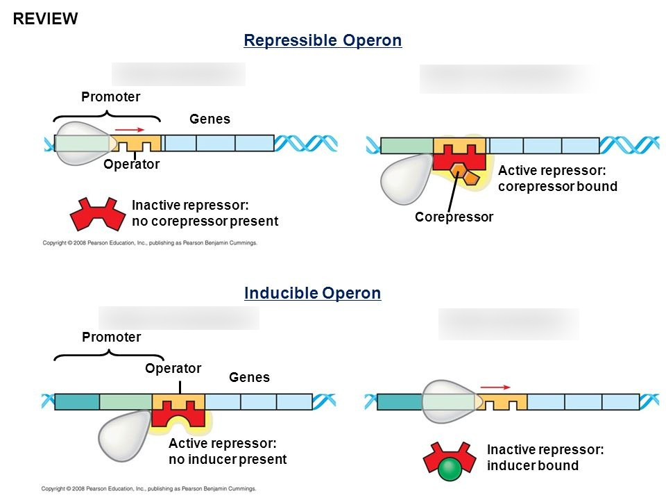 <ul><li><p><span style="line-height: 1.15;"><strong>Repressible (e.g., <em>trp</em> operon):</strong> Usually <strong>ON</strong>; binding of a repressor shuts off transcription</span><span>. </span><span style="line-height: 1.15;">Functions in <strong>anabolic</strong> (synthetic) pathways</span><span>.</span></p></li><li><p><span style="line-height: 1.15;"><strong>Inducible (e.g., <em>lac</em> operon):</strong> Usually <strong>OFF</strong>; an inducer molecule inactivates the repressor to turn transcription on</span><span>. </span><span style="line-height: 1.15;">Functions in <strong>catabolic</strong> (breakdown) pathways</span><span>.</span></p></li></ul><p></p>