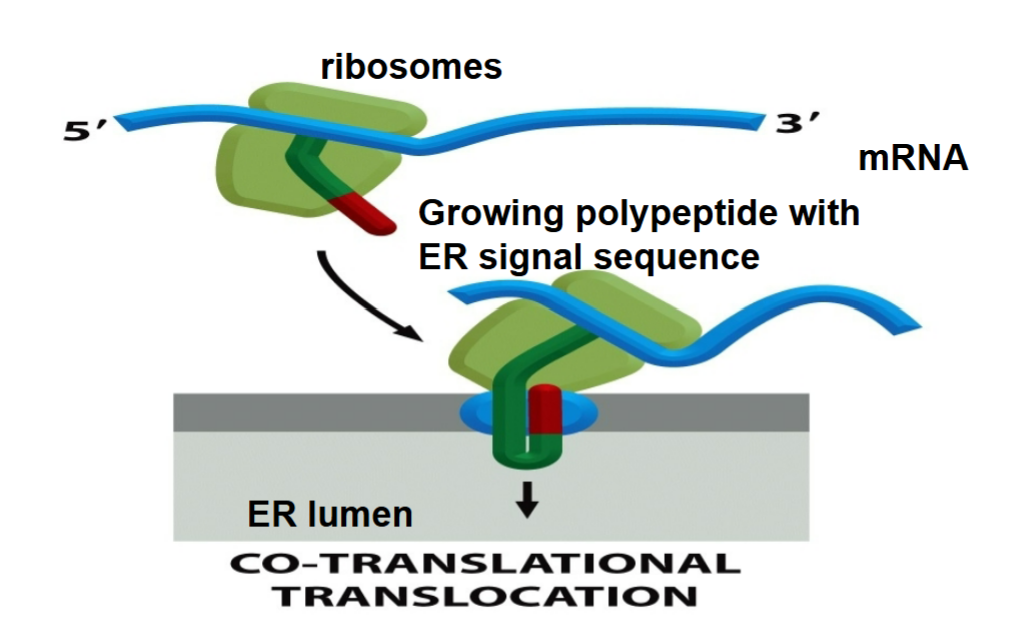<ul><li><p>imported into ER as they are being synthesized at the same time</p></li><li><p>helps to save much effort in unfolding protein</p></li></ul><p></p>