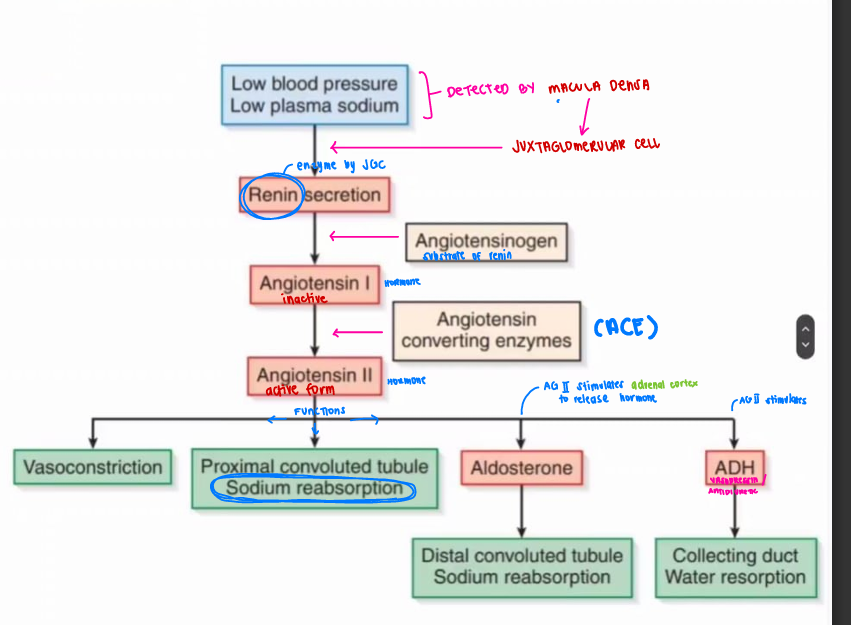 <ul><li><p><strong>Vasoconstriction</strong> of efferent arteriole</p></li><li><p><strong>Reabsorption</strong> of <em><u>Sodium in </u></em><span style="color: red;"><strong><em><u>PCT</u></em></strong></span></p></li><li><p><strong>Stimulates <u>adrenal cortex</u></strong> to release <span style="color: red;"><strong>Aldosterone</strong></span></p><ul><li><p>Aldosterone → <em>reabsorption of </em><span style="color: blue;"><em>sodium in </em><strong><em>DCT</em></strong></span></p></li></ul></li><li><p><strong>Stimulates <u>hypothalamus</u></strong><u> </u>to release<span style="color: red;"><strong> Antidiuretic Hormone (ADH)</strong></span></p><ul><li><p>ADH → reabsorption of <span style="color: blue;"><em>water</em></span><em> in</em><span style="color: blue;"><strong><em> collecting duct</em></strong></span></p></li></ul></li></ul><p></p>