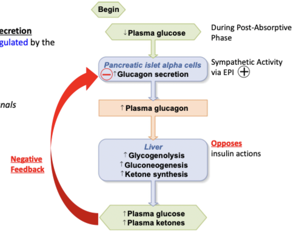 <p>Low plasma glucose in post0absorptive phase → islet alpha cells secrete glucagon → liver has increased glycogenolysis, gluconeogenesis, ketone synthesis → increased plasma glucose and ketones</p>