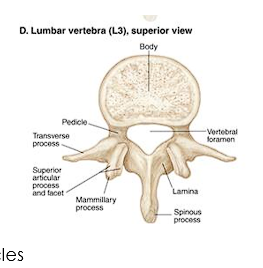 <ul><li><p>Posteriorly located</p></li><li><p>Attachment of Multifidus and intertransversarii muscles</p></li></ul><p></p>