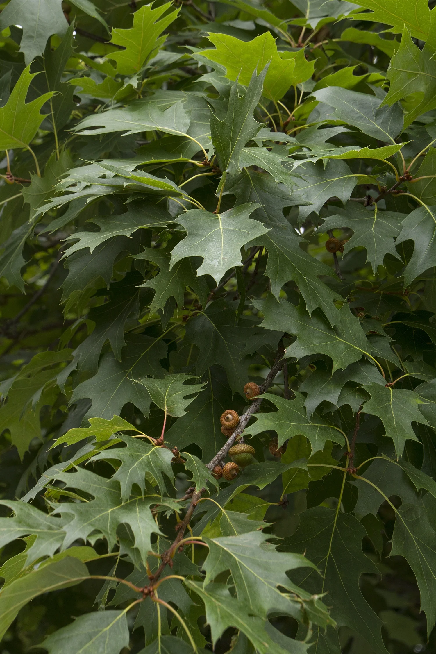 <p>Distinct leaf shape, produces acorns</p>