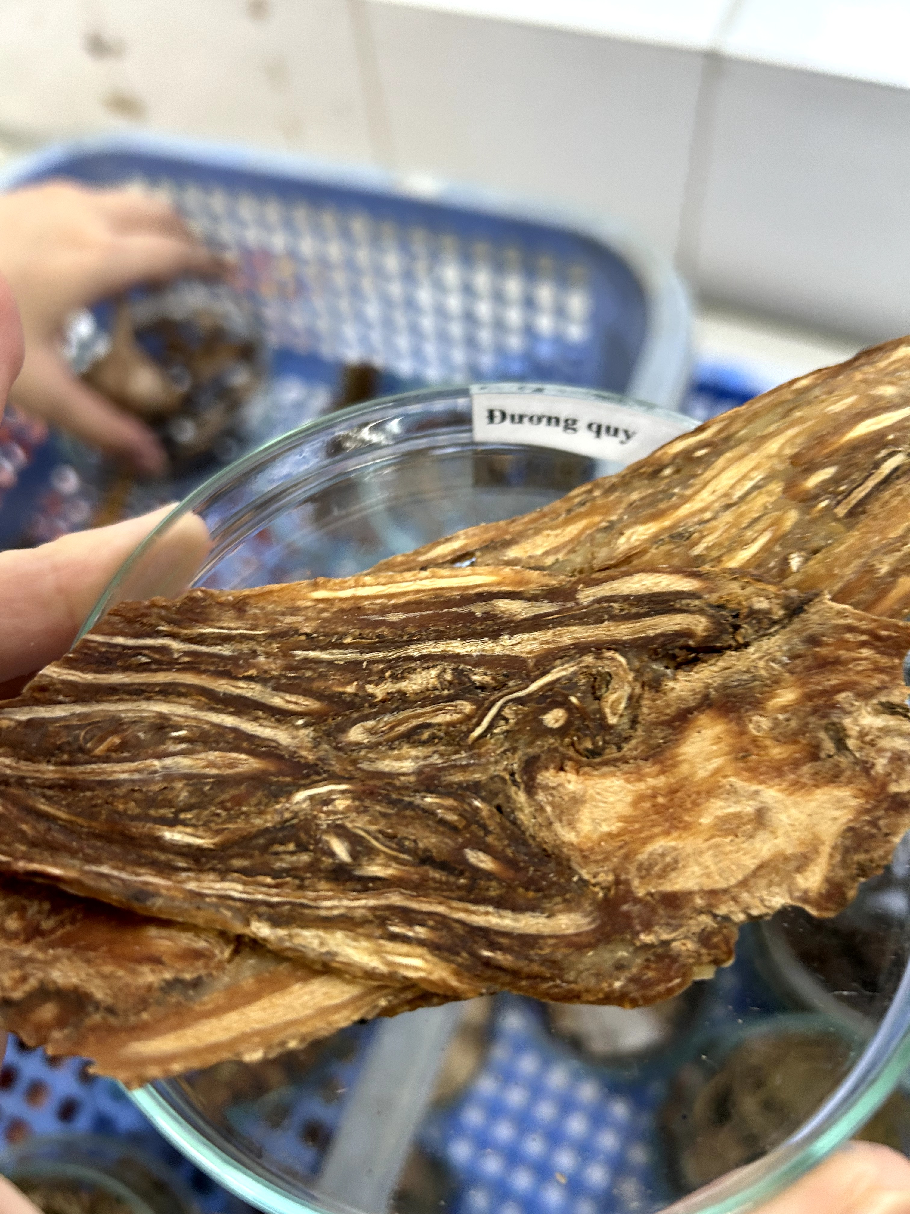 <p>đương quy </p>