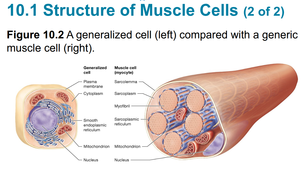 <p>The plasma membrane of a muscle cell</p>