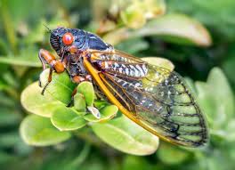 <p>Insect in United States , spend most of their lives underground as a nymphs , then surface synchronously in spring to mate /lay eggs and die within few weeks </p>