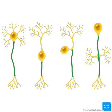 <p>Conducts electrical impulses away from the cell body. Usually one long extension extending from the soma.</p>