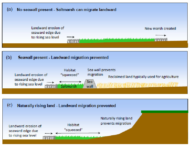 <p>Managed retreat (see image)</p>