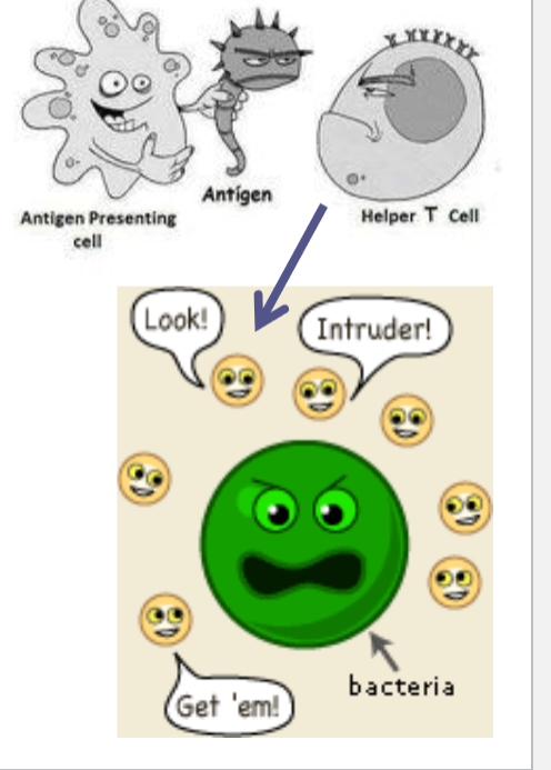 <p>Helper T cells</p>