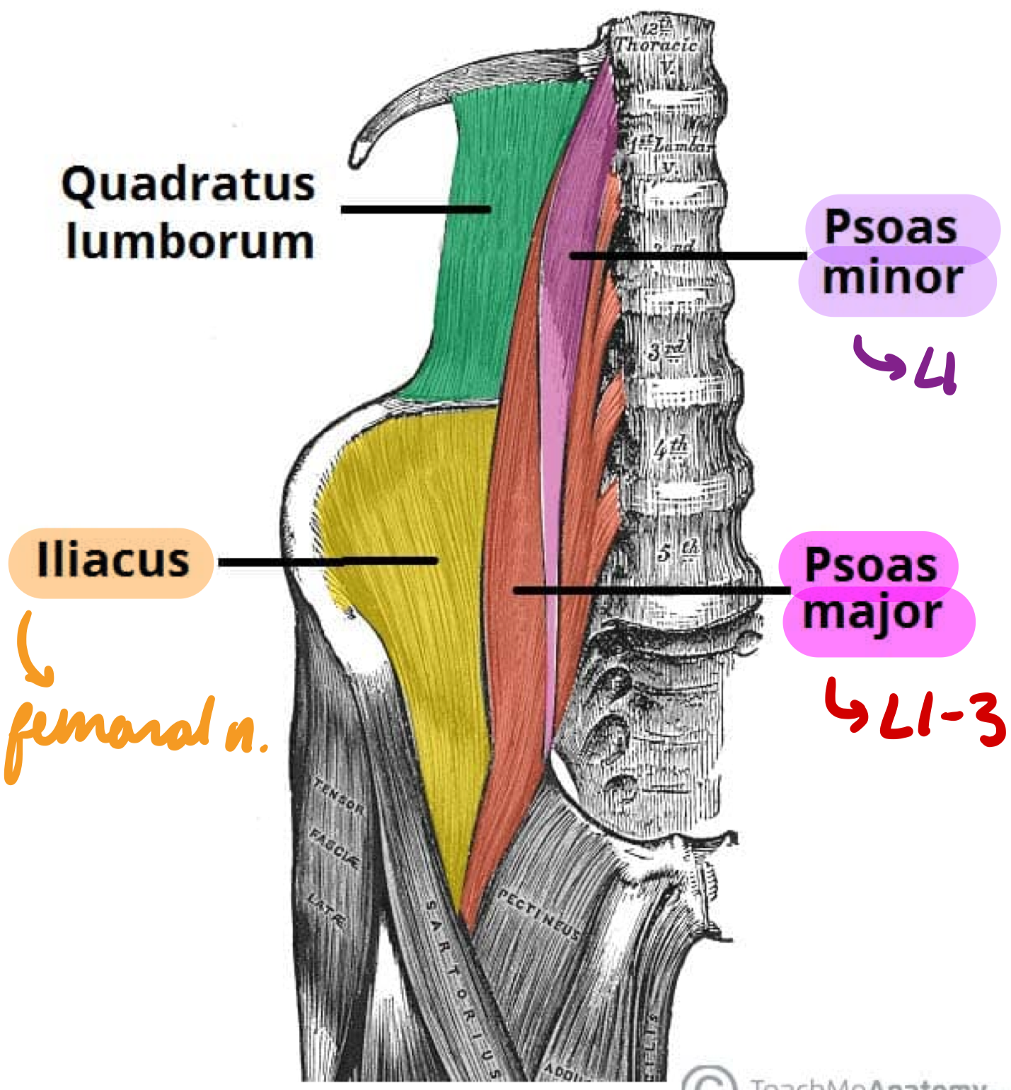 <p>Iliacus</p><p>Psoas Major</p><p>Psoas Minor</p>