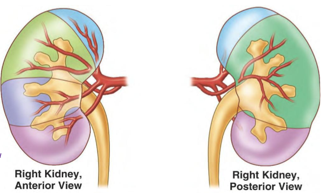 <ul><li><p>2 renal arteries; 1 R & 1 L</p></li><li><p>Branches off <strong>abdominal aorta</strong></p></li><li><p>Provides <strong>segmental branching</strong> of kidney; segments are <strong>surgically resectable</strong></p><ul><li><p>Artery ruptures → cannot be preserved (b/c they are too small) → ligate artery</p></li></ul></li></ul><p></p>