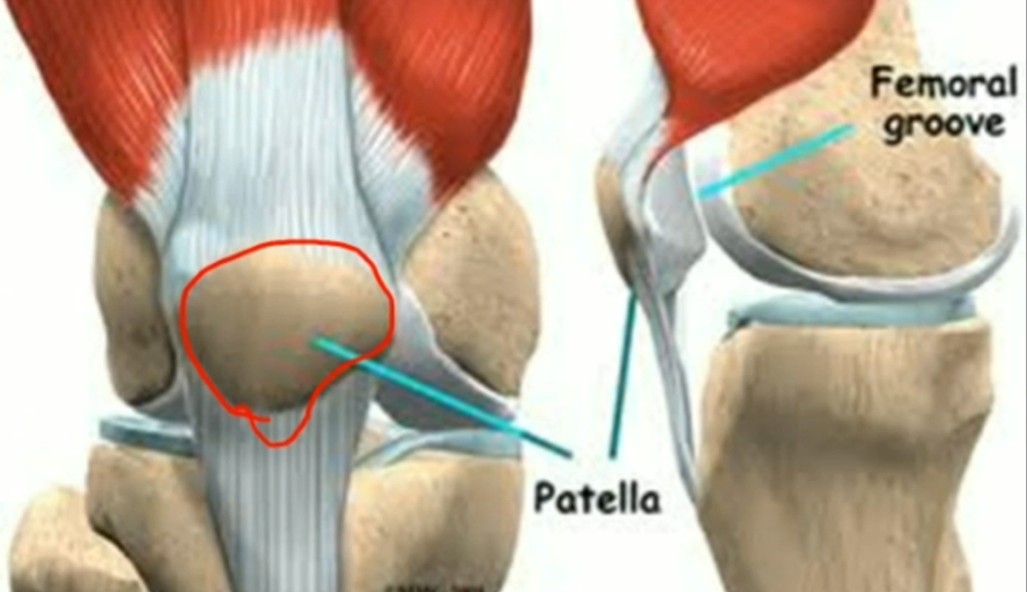 <p>Small and sesame seed shaped; special short bone which grows inside a tendon</p>