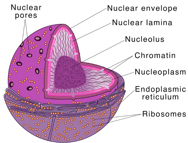 <p>Membrane-bound organelle within <strong>eukaryotic cells</strong> that stores DNA</p>