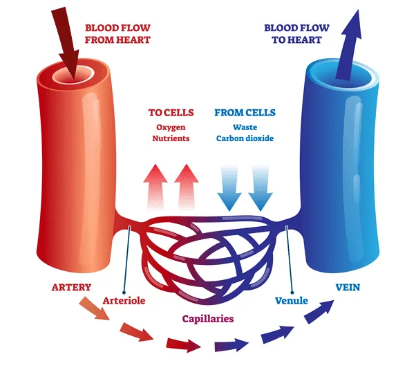 <ul><li><p><strong>veins</strong>: bring <u>deoxygenated</u> blood<strong> <u>to heart</u> </strong>(blue)</p><ul><li><p><strong>venule</strong>: intermediate between vein &amp; capillary</p></li></ul></li><li><p><strong>arteries</strong>: bring <u>oxygenated</u> blood to the <u>body</u> <strong><u>away from heart</u></strong></p><ul><li><p><strong>arteriole</strong>: intermediate between artery &amp; capillary</p></li></ul></li><li><p><strong>capillaries</strong>: handoff between veins &amp; arteries: <strong><u>exchange of substances</u></strong> between blood and tissues</p><ul><li><p>arterial side &amp; venous side</p></li></ul></li><li><p>vasodilation &amp; vasoconstriction </p></li></ul><p></p>