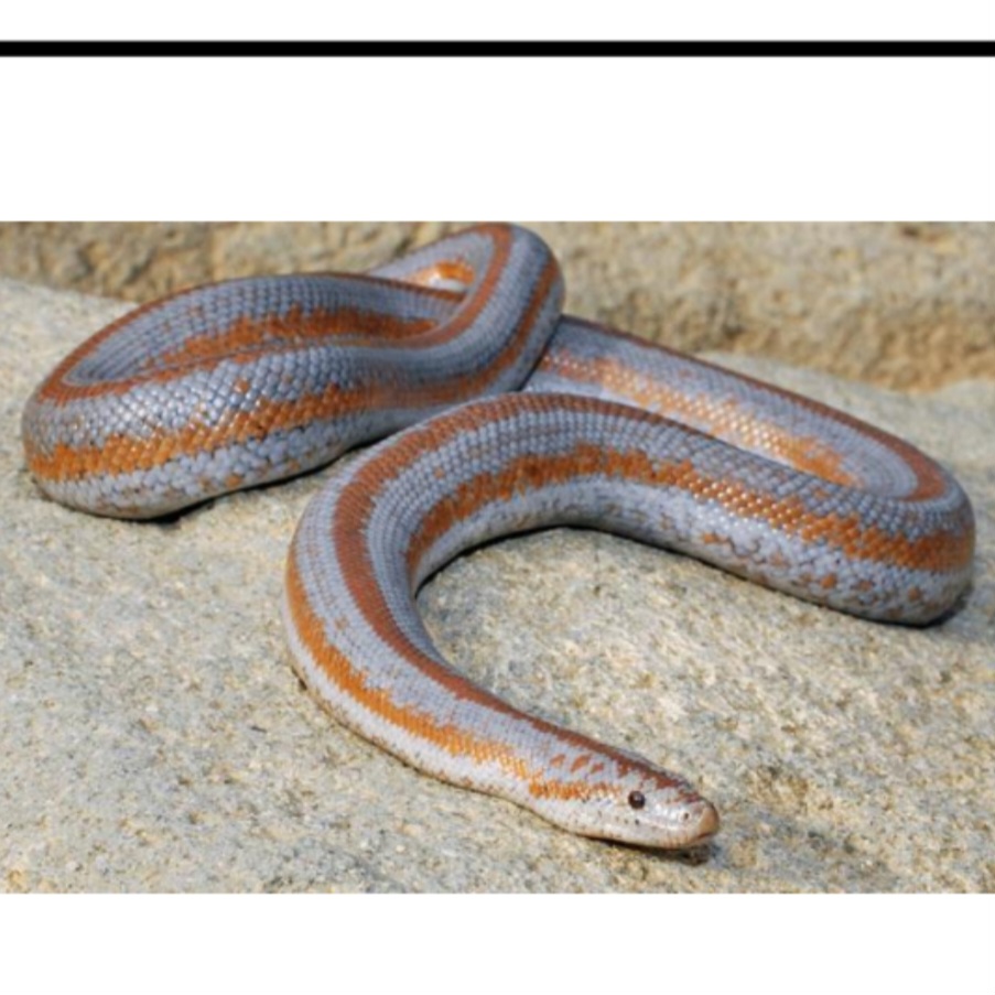 <p>name this animal</p>