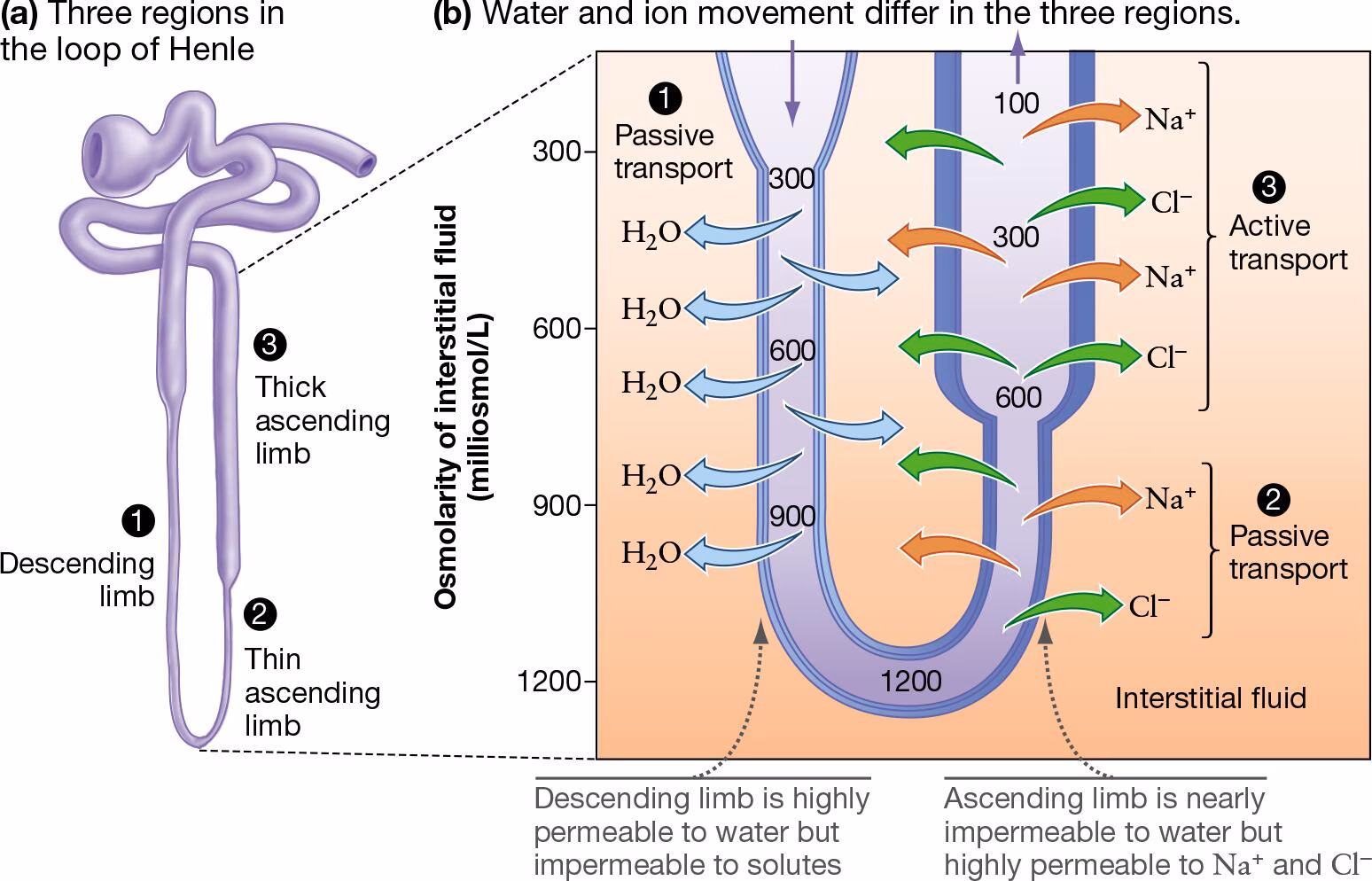 <p>one of the regions of loop of Henle</p><p>as fluid flows down this region, fluid inside loop loses water to tissue surrounding nephron</p><ul><li><p>this movement of water is <strong>passive</strong>, down its osmotic gradient</p></li></ul><p></p>