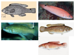 <p>Goldsinny Wrasse</p>