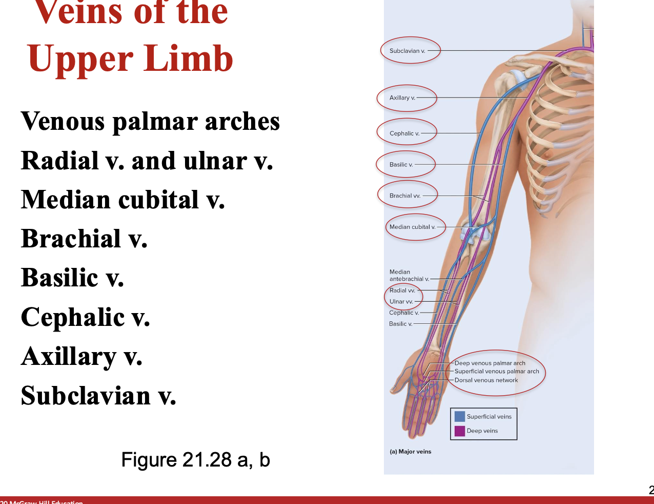<ul><li><p>know the order</p></li></ul><p></p>