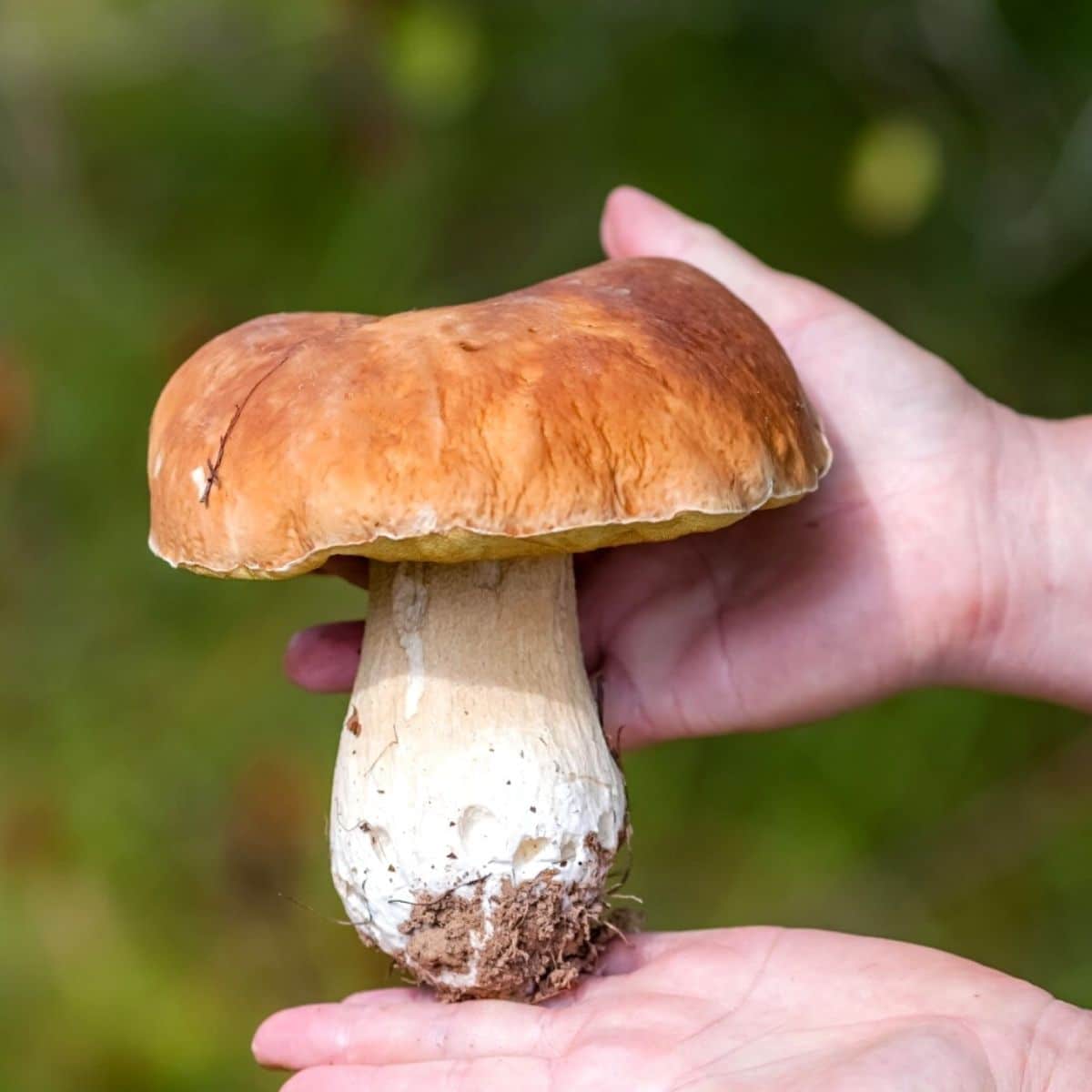 <p>King boletes </p>