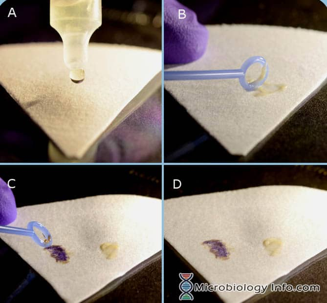 <p>Detects tryptophanase, which hydrolyzes tryptophan to indole</p><p>Positive: blue/purple</p>