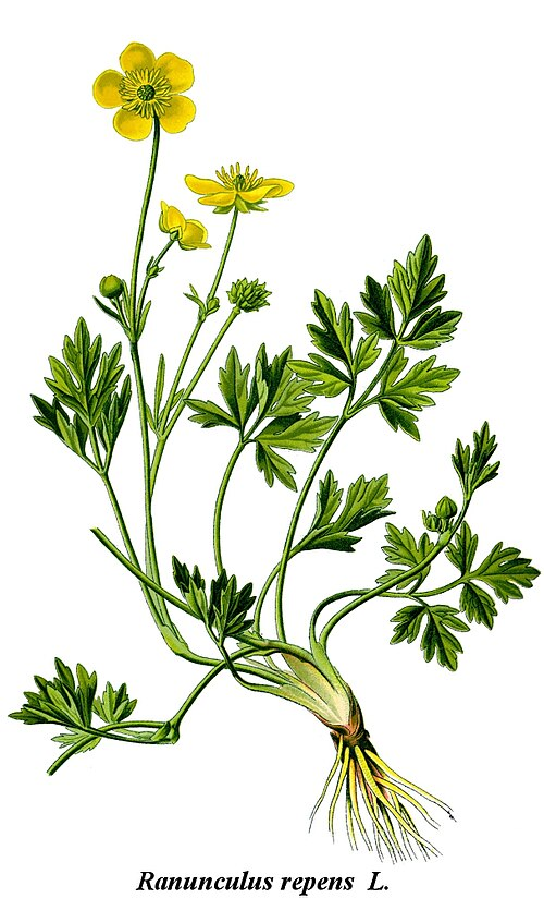 <p>Revsmörblomma   (Ranunculaceae) (Mittfliken har en tydlig skaft (till skillnad från på smörblomma))</p>