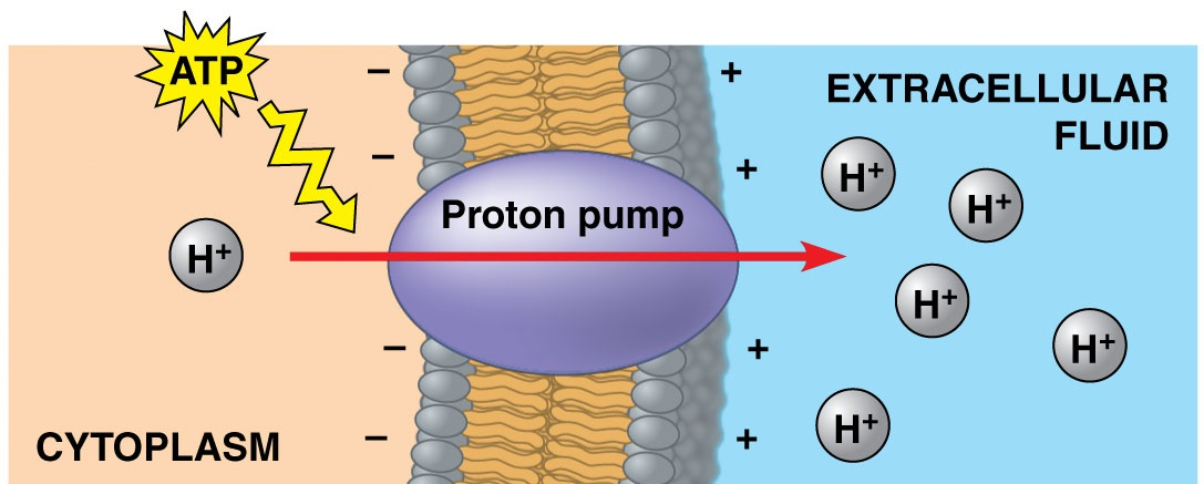 <p></p><p>when you have a bunch of (+) charged things on one side and (-) on the other</p><ul><li><p>in this example, h+ wants to move down its chemical gradient but also wants to move down the electrical gradient towrads (-)</p></li></ul><p></p>