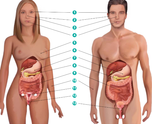 <p>Exocriene klieren</p>