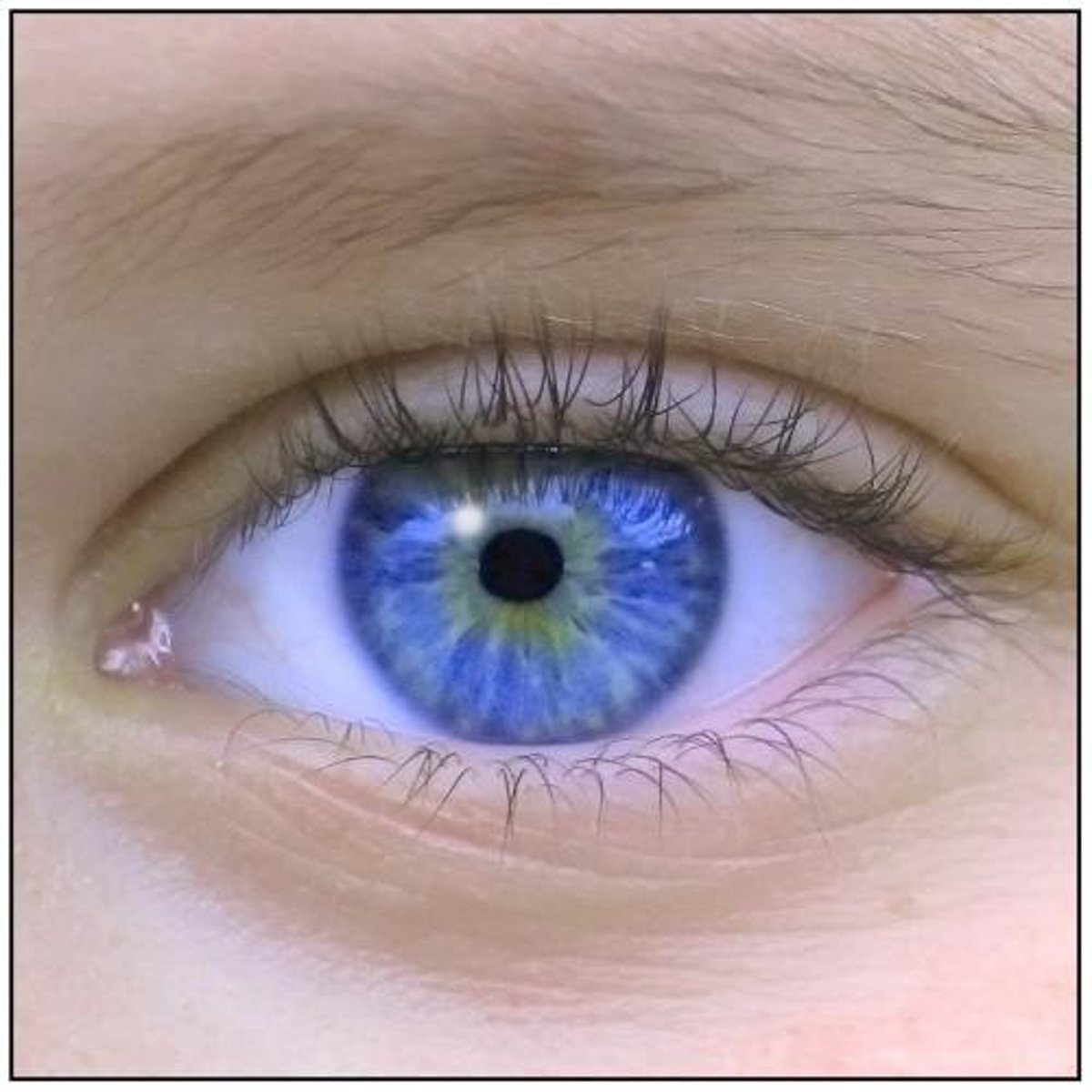 <p>the eye</p>