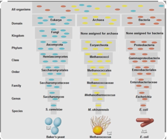 <p>Don’t</p><p>Keep</p><p>Ponds</p><p>Clean</p><p>Or</p><p>Frogs</p><p>Get</p><p>Sick</p><p></p><p>Write scientific name:</p><table style="min-width: 100px;"><colgroup><col style="min-width: 25px;"><col style="min-width: 25px;"><col style="min-width: 25px;"><col style="min-width: 25px;"></colgroup><tbody><tr><td colspan="1" rowspan="1" style="vertical-align: top; margin: 0in; padding: 0pt; width: 1px; height: 1px;"><p>&nbsp;</p></td><td colspan="1" rowspan="1" style="vertical-align: top; margin: 0in; padding: 0pt; width: 1.8076in; height: 1px;"><p></p></td><td colspan="1" rowspan="1" style="vertical-align: top; margin: 0in; padding: 0pt; width: 2.1097in; height: 1px;"><p></p></td><td colspan="1" rowspan="1" style="vertical-align: top; margin: 0in; padding: 0pt; width: 0.7361in; height: 1px;"><p></p></td></tr><tr><td colspan="1" rowspan="1" style="vertical-align: top; margin: 0in; padding: 0pt; width: 1px; height: 0.102in;"><p>&nbsp;</p></td><td colspan="1" rowspan="1" style="vertical-align: top; margin: 0in; padding: 0pt; width: 1.8076in; height: 0.102in;"><p></p></td><td colspan="1" rowspan="1" style="vertical-align: top; margin: 0in; padding: 0pt; width: 2.1097in; height: 0.102in;"><p></p></td><td colspan="1" rowspan="2" style="vertical-align: top; margin: 0in; padding: 0pt; width: 0.7361in; height: 0.1152in;"><p></p></td></tr><tr><td colspan="1" rowspan="1" style="vertical-align: top; margin: 0in; padding: 0pt; width: 1px; height: 0.0118in;"><p>&nbsp;</p></td><td colspan="1" rowspan="2" style="vertical-align: top; margin: 0in; padding: 0pt; width: 1.8076in; height: 0.2826in;"><p><span><em>Genus species</em></span></p></td><td colspan="1" rowspan="1" style="vertical-align: top; margin: 0in; padding: 0pt; width: 2.1097in; height: 0.0118in;"><p></p></td></tr><tr><td colspan="1" rowspan="1" style="vertical-align: top; margin: 0in; padding: 0pt; width: 1px; height: 0.2701in;"><p>&nbsp;</p></td><td colspan="1" rowspan="1" style="vertical-align: top; margin: 0in; padding: 0pt; width: 2.1097in; height: 0.2701in;"><p></p></td><td colspan="1" rowspan="1" style="vertical-align: top; margin: 0in; padding: 0pt; width: 0.7361in; height: 0.2701in;"><p></p></td></tr></tbody></table><p></p>
