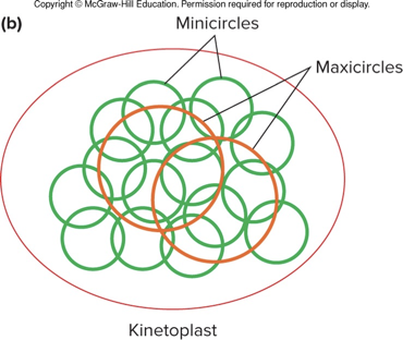 <p></p><ul><li><p>some have introns and space between genes; some are circular, others linear</p></li><li><p>trypanosomes have a kinetoplast - a single mitochondrion with interlocking circles (minicircles and maxicircles) of mtDNA</p></li></ul><p></p>