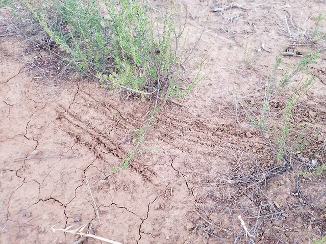 <p>Canine scat and scrapes.</p><p>Used to communicate via pheromones from feet.</p>