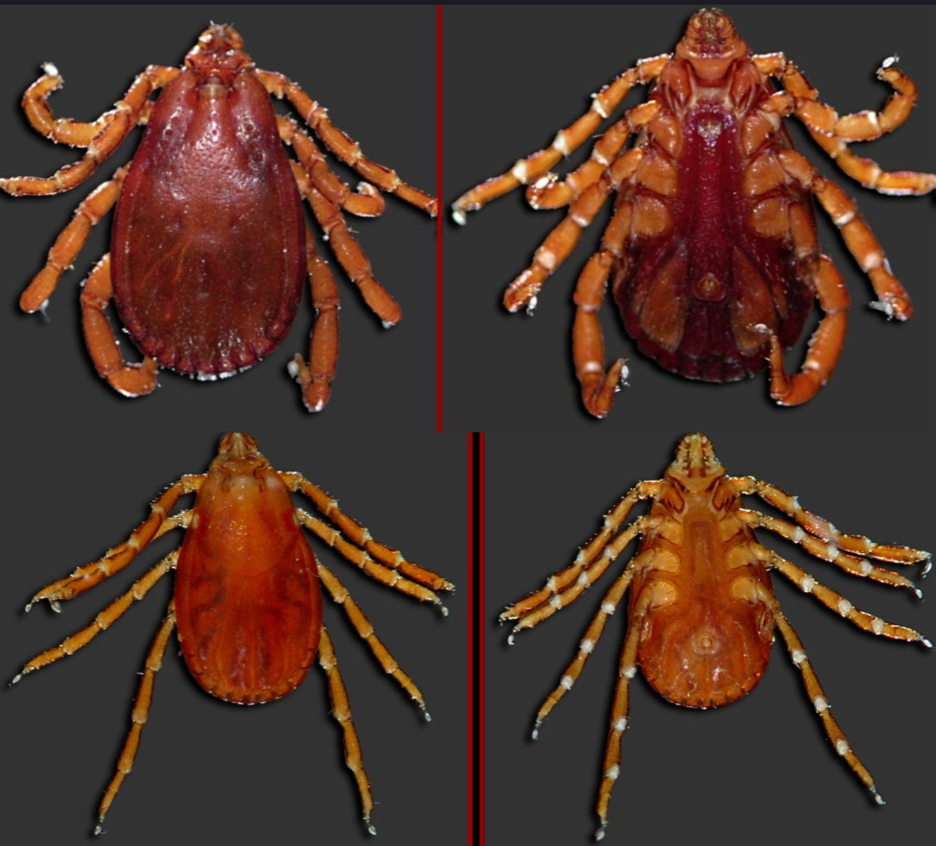 <p>What tick is this?</p>