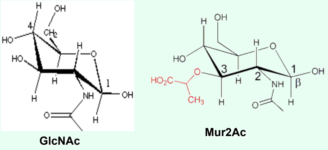 <p>GlcNAc has an <strong>–OH at C3</strong></p><p>Mur2Ac has a <strong>lactyl group at C3</strong></p>